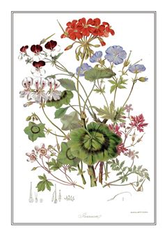 Botanical 002