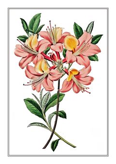 Botanical 003