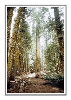 Sequoia Ntl Park 001
