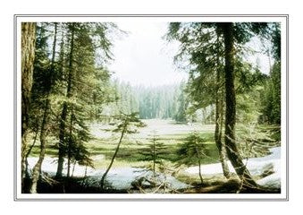 Sequoia Ntl Park 002
