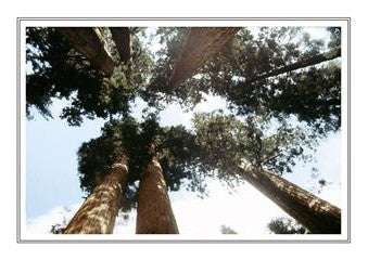 Sequoia Ntl Park 003