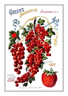 Vegetable Seed Catalogue 035