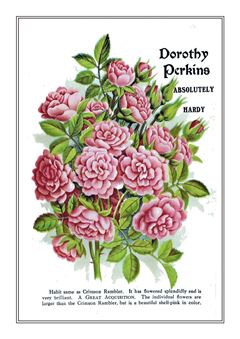 Flower Catalogue 100