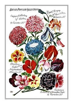 Flower Catalogue 106