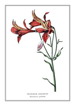 Botanical 101