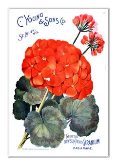 Flower Catalogue 108