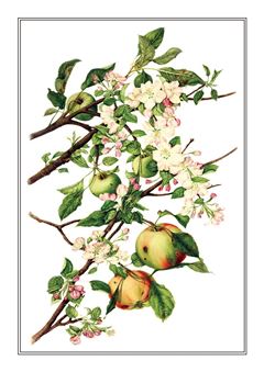 Botanical 103