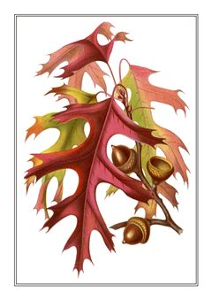 Botanical 106