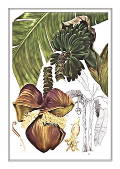 Botanical 113