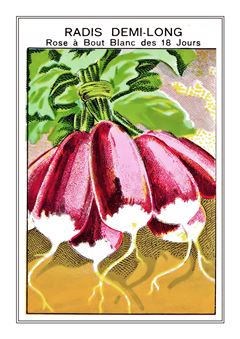 Vegetable Seed Catalogue 054