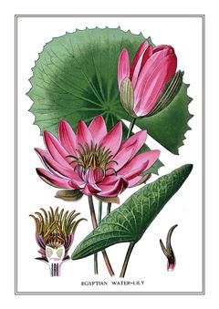 Botanical 115