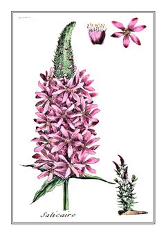 Botanical 120