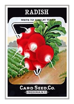Vegetable Seed Catalogue 058