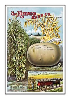Vegetable Seed Catalogue 059