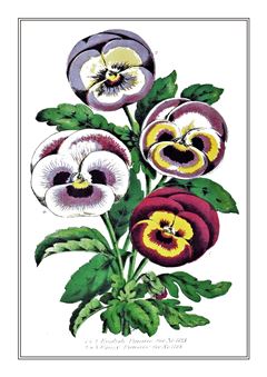 Botanical 011