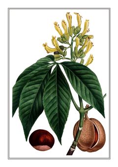 Botanical 123