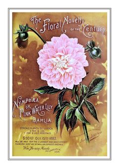 Flower Catalogue 128