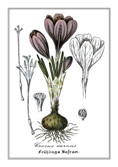 Botanical 124