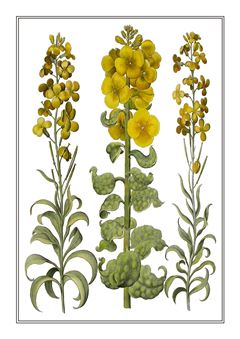 Botanical 125