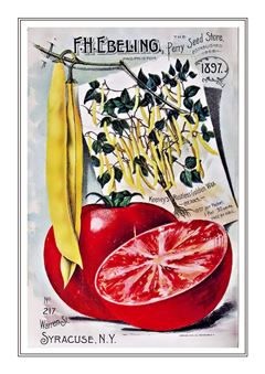 Vegetable Seed Catalogue 062