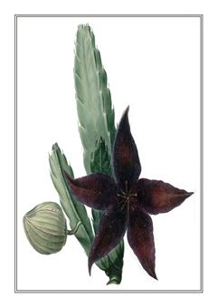 Botanical 126