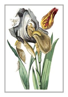 Botanical 127