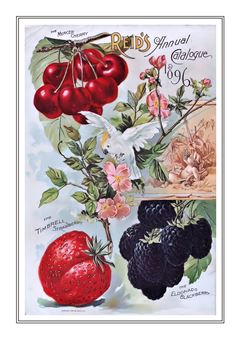 Vegetable Seed Catalogue 065