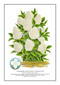 Botanical 130