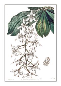 Botanical 131