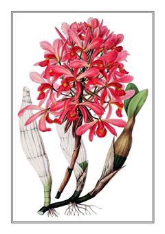 Botanical 132