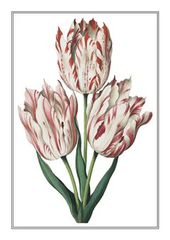 Botanical 136