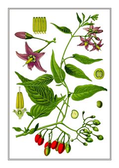 Botanical 137