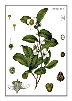 Botanical 138