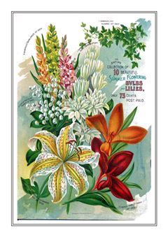 Flower Catalogue 144