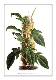 Botanical 139