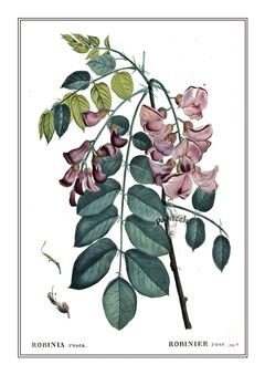 Botanical 142