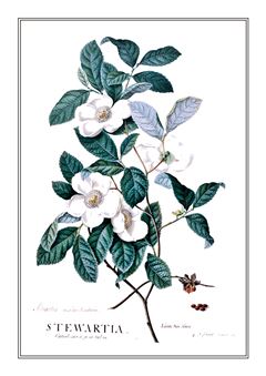 Botanical 143