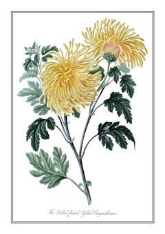 Botanical 145