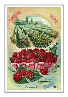 Vegetable Seed Catalogue 082