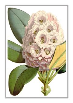 Botanical 148