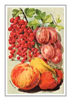 Vegetable Seed Catalogue 087