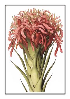 Botanical 150