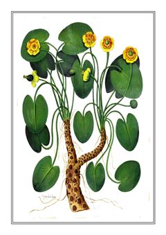 Botanical 152