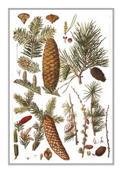 Botanical 155