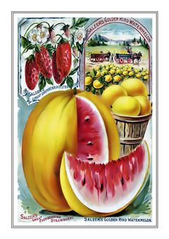 Vegetable Seed Catalogue 094
