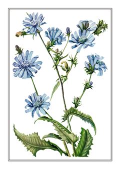 Botanical 015