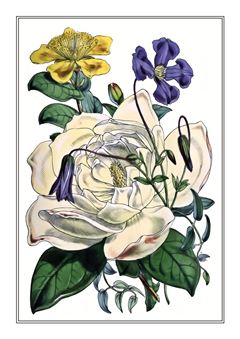 Botanical 158