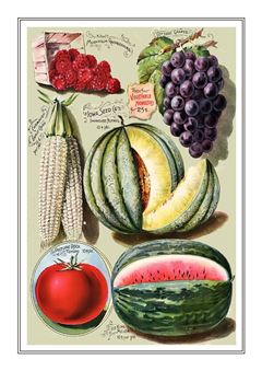 Vegetable Seed Catalogue 096