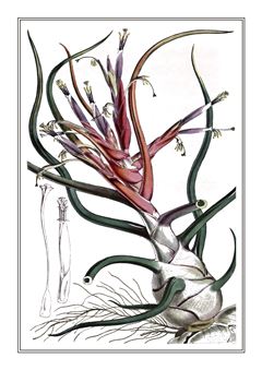 Botanical 161