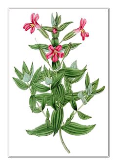 Botanical 163